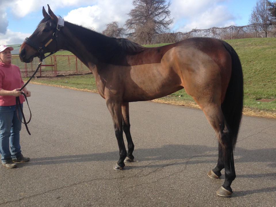 Big Cheese - Thoroughbred Gelding For Sale