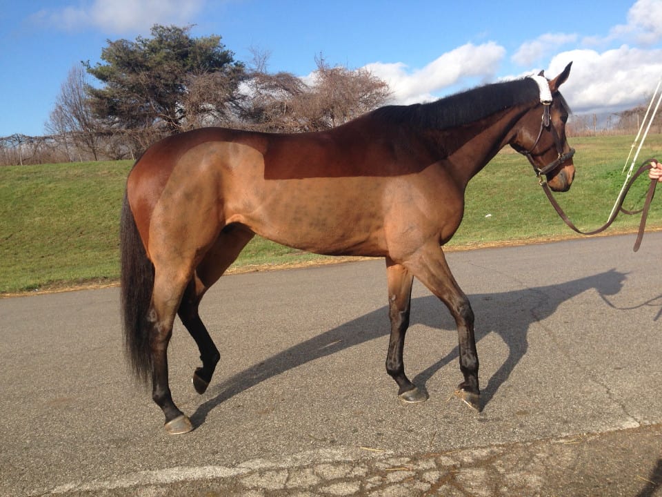 Big Cheese - Thoroughbred Gelding For Sale