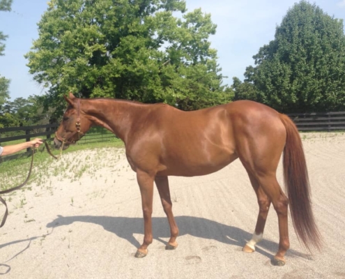 Bit of Heaven – Stunning Thoroughbred Mare For Sale