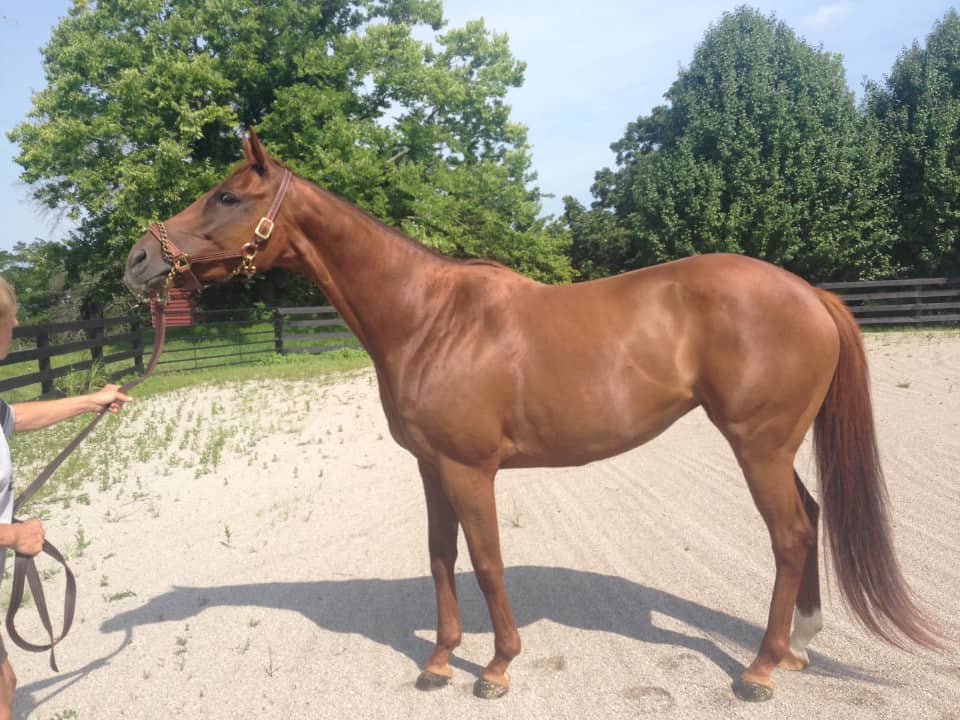 Bit of Heaven – Stunning Thoroughbred Mare For Sale