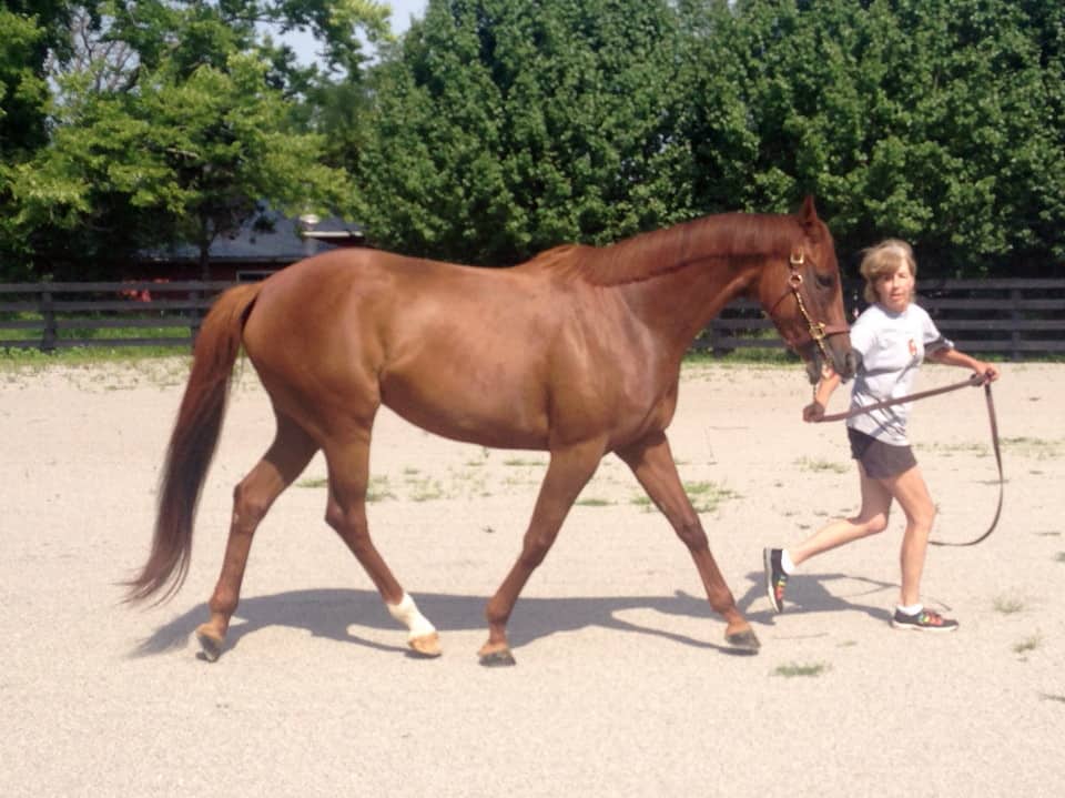 Bit of Heaven – Stunning Thoroughbred Mare For Sale
