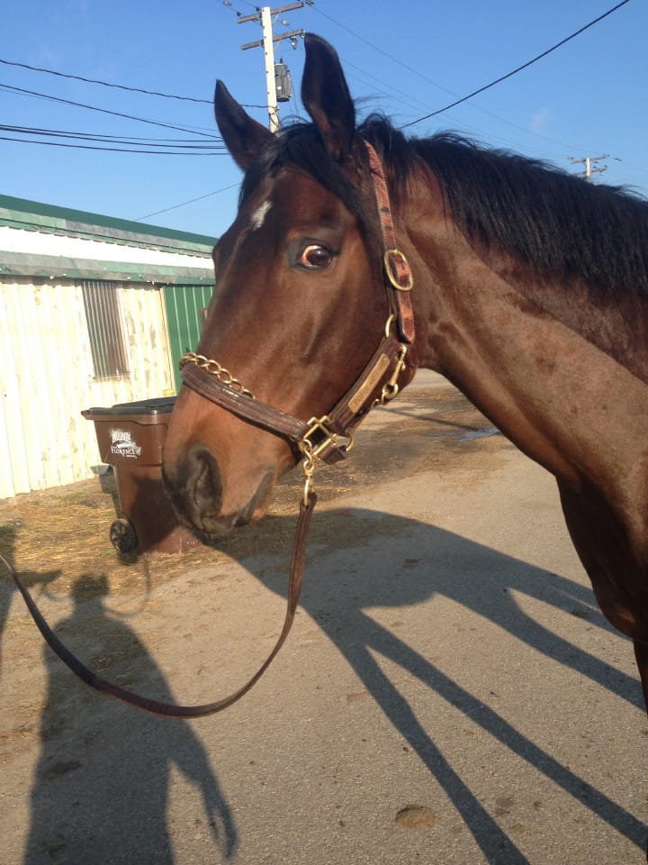 Deep Dive - Thoroughbred Gelding For Sale
