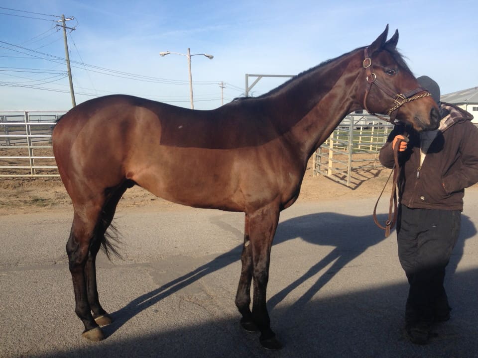 Deep Dive - Thoroughbred Gelding For Sale