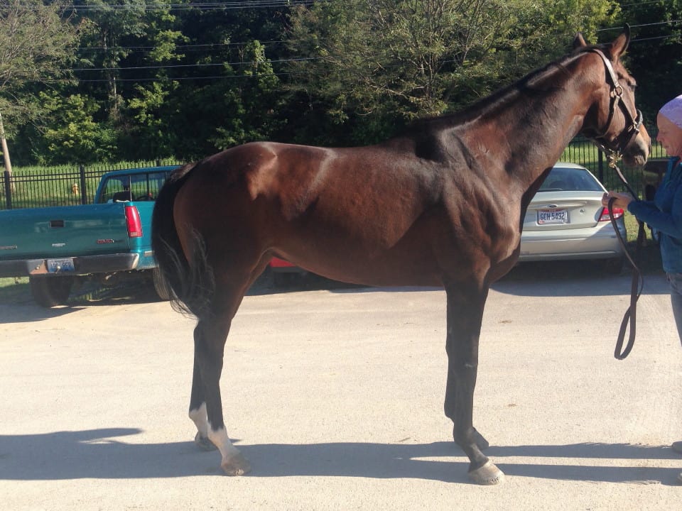 "Gal" - Thoroughbred Mare For Sale