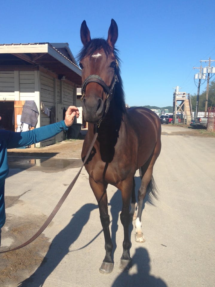 "Gal" - Thoroughbred Mare For Sale
