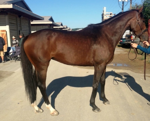 "Gal" - Thoroughbred Mare For Sale