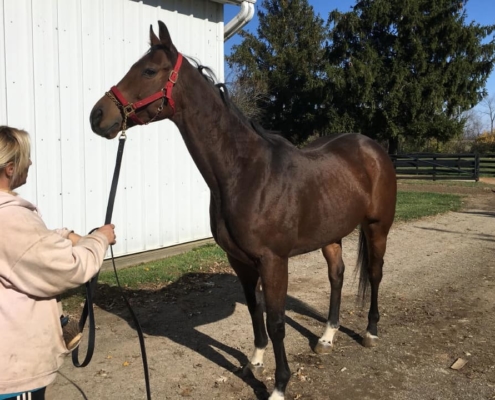"Jazzie" - Thoroughbred Gelding For Sale