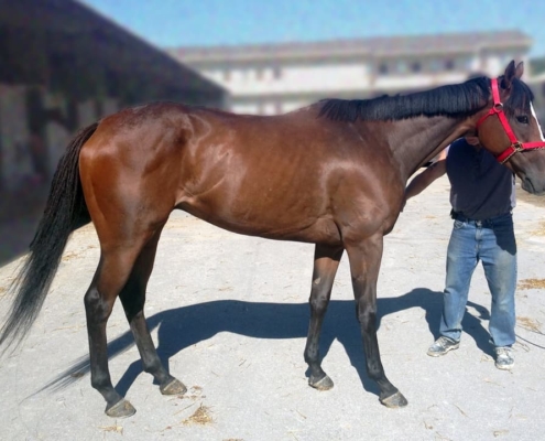 "Max" - Thoroughbred Gelding For Sale