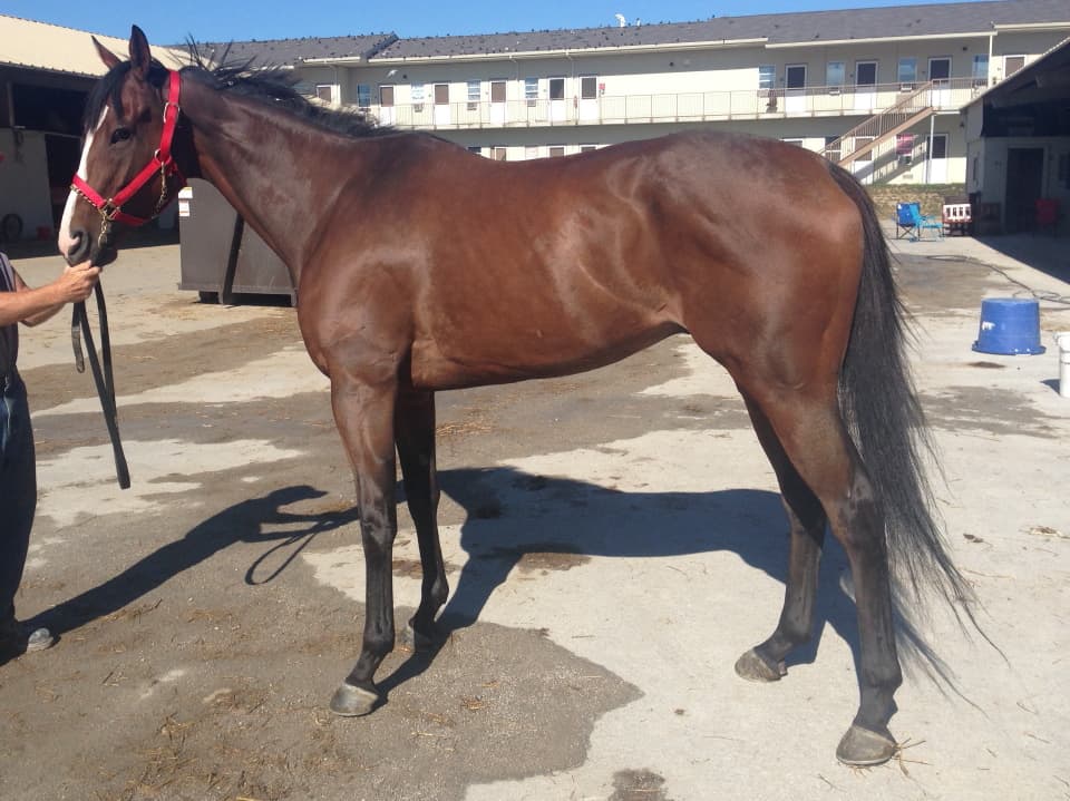 "Max" - Thoroughbred Gelding For Sale