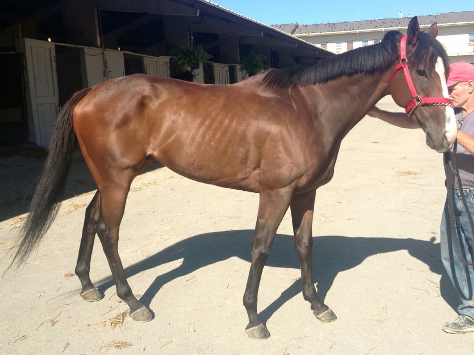 "Max" - Thoroughbred Gelding For Sale