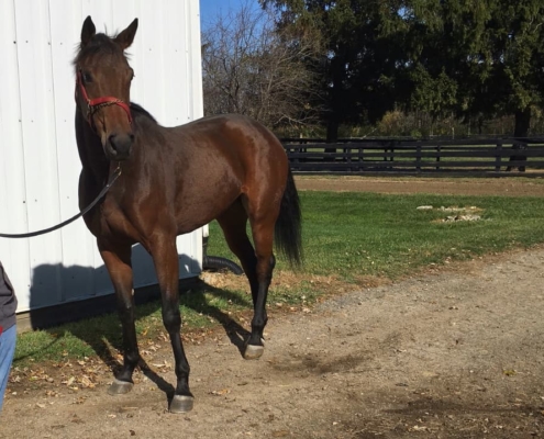 "Speedy" - Thoroughbred Mare For Sale