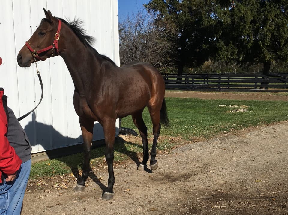 "Speedy" - Thoroughbred Mare For Sale