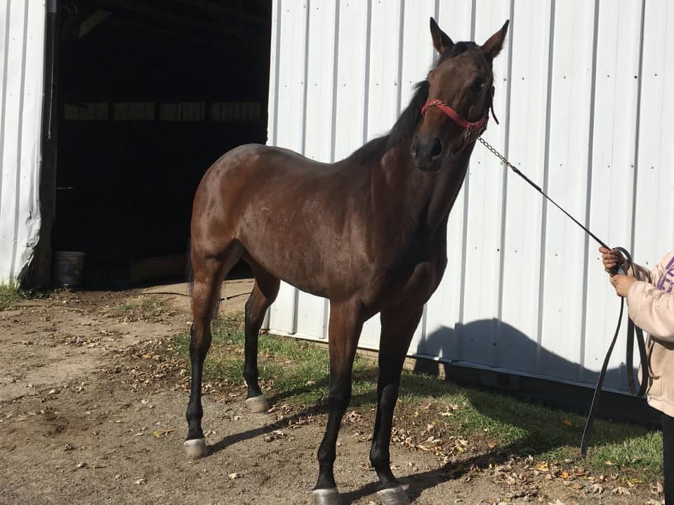 "Speedy" - Thoroughbred Mare For Sale