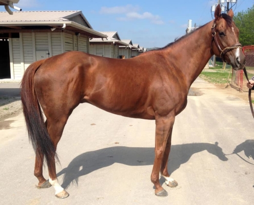 Beat the Storm - Thoroughbred horse for sale