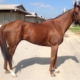 Beat the Storm - Thoroughbred horse for sale