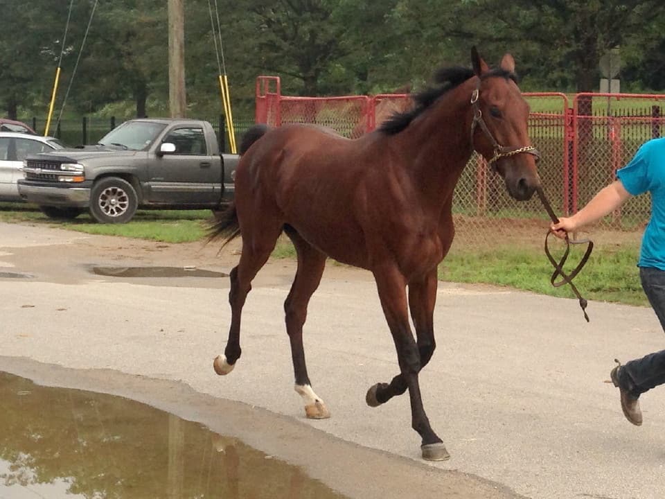 "Peanut Butter" - 2 Year-old Bay Thoroughbred Gelding For Sale