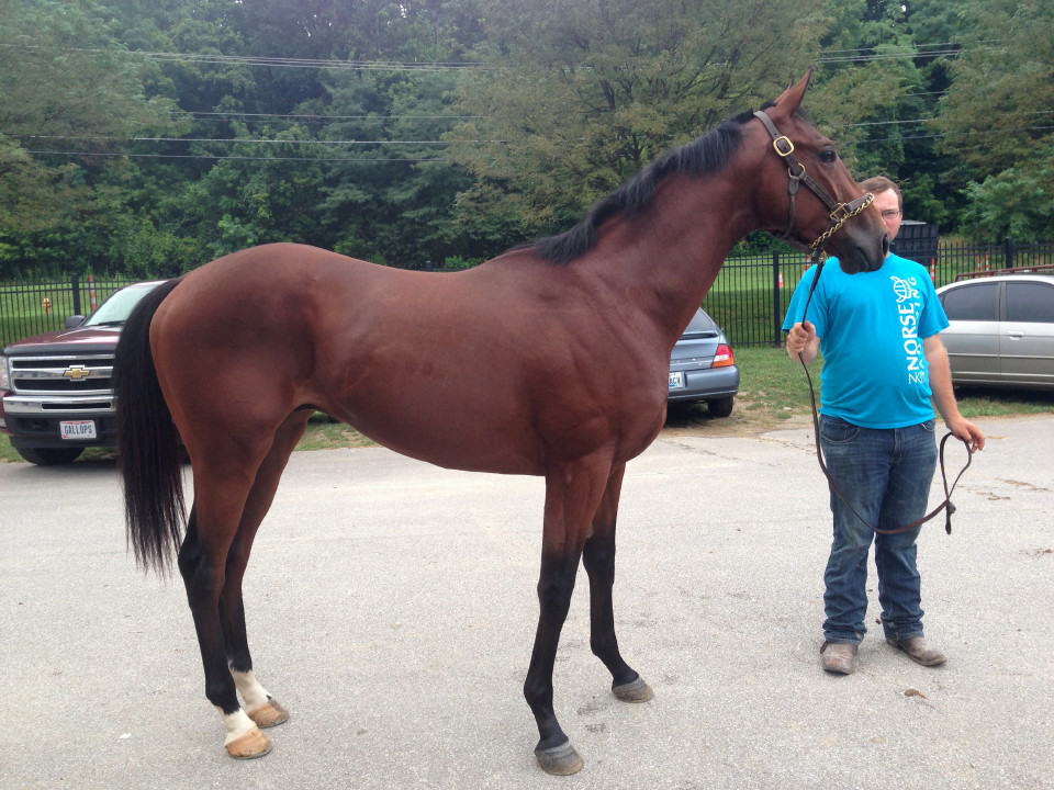 "Peanut Butter" - 2 Year-old Bay Thoroughbred Gelding For Sale