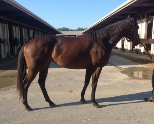 Curb Appeal - 16.1hh Thoroughbred Mare for Sale