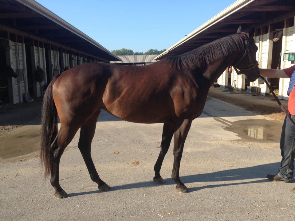 Curb Appeal - 16.1hh Thoroughbred Mare for Sale