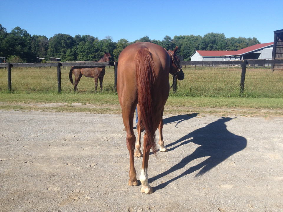 "Brett" is a 2012 16+hh Thoroughbred horse for sale from Bits & Bytes Farm