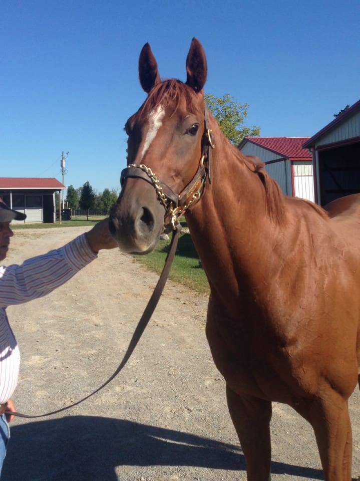"Brett" is a 2012 16+hh Thoroughbred horse for sale from Bits & Bytes Farm