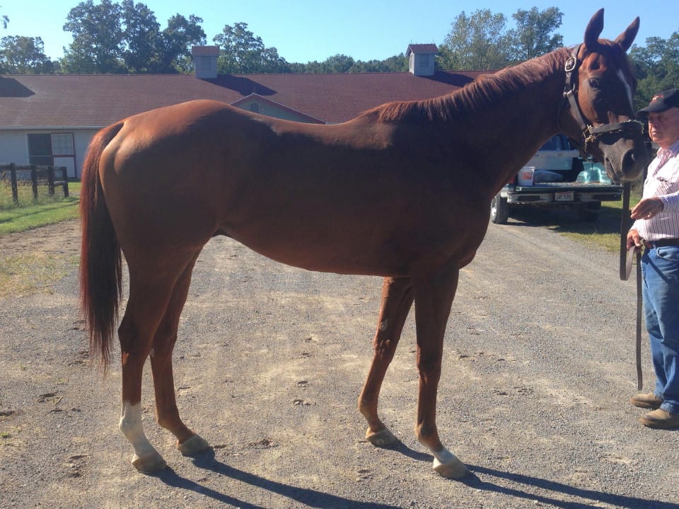 "Brett" is a 2012, 16+ hand chestnut Thoroughbred gelding for sale. He has been quite successful in his racing career but does not run well on the Polytrack so his owners feel it is the right time to find him a new career. They want a forever home where he can be loved and enjoyed as much as they love him. He is laid back, vice free and great to ride on the track. He over tracks while walking and trotting. He is a big mover. He ships, cross ties, single ties and is up-to-date on everything. "Brett" could go in any direction once he is off-the-track. He has the potential to be a very nice hunt horse, event horse, or even a dressage horse.