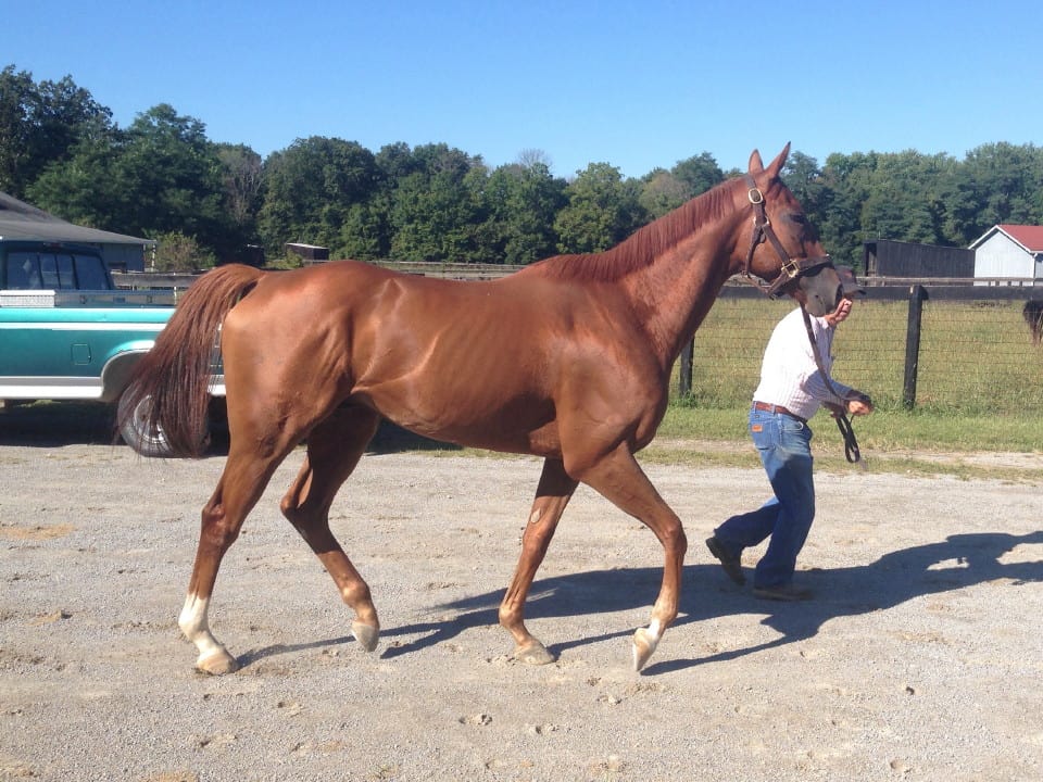 "Brett" is a 2012, 16+ hand chestnut Thoroughbred gelding for sale. He has been quite successful in his racing career but does not run well on the Polytrack so his owners feel it is the right time to find him a new career. They want a forever home where he can be loved and enjoyed as much as they love him. He is laid back, vice free and great to ride on the track. He over tracks while walking and trotting. He is a big mover. He ships, cross ties, single ties and is up-to-date on everything. "Brett" could go in any direction once he is off-the-track. He has the potential to be a very nice hunt horse, event horse, or even a dressage horse.