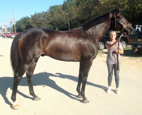 "Dew" Thoroughbred horse for sale direct from the track