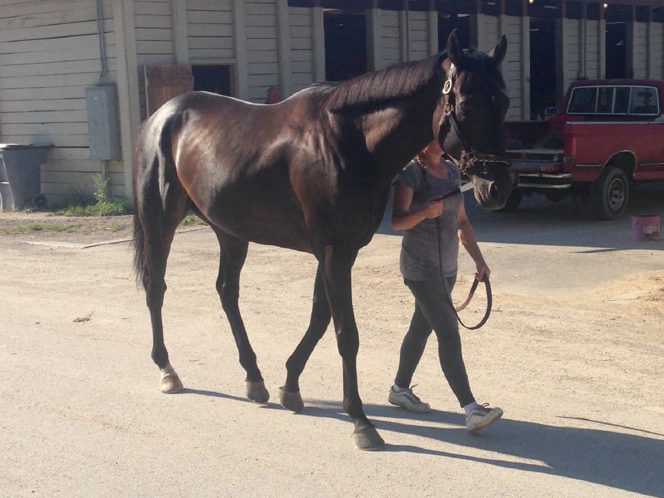 "Dew" Thoroughbred horse for sale direct from the track