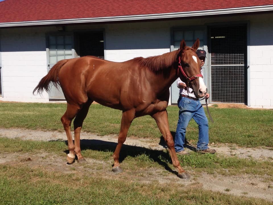 Run Gus Run Archives Thoroughbred Horses For Sale