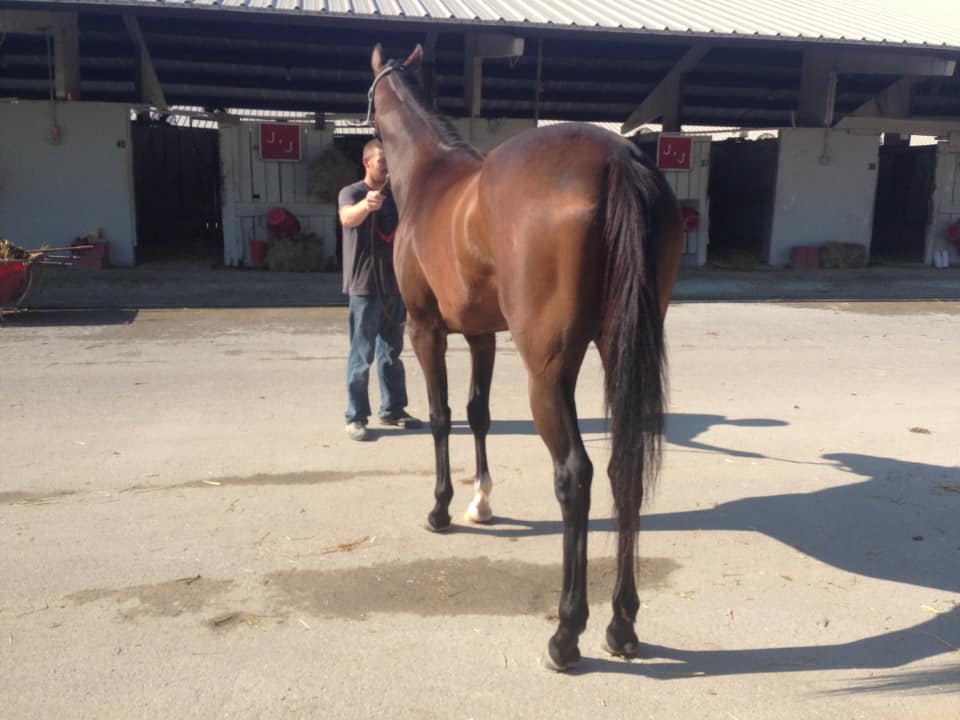 "Magic" - Thoroughbred mare for sale from Bits & Bytes Farm
