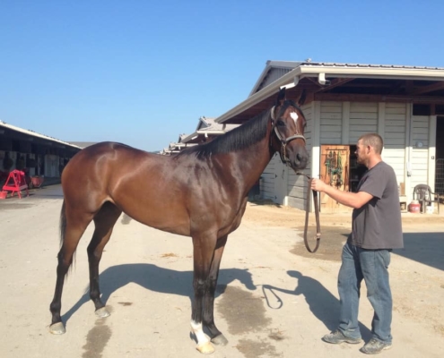 "Magic" - Thoroughbred mare for sale from Bits & Bytes Farm