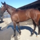 "Margarita" - 2013 bay THoroughbred Filly For Sale