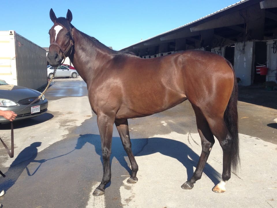 "Margarita" - 2013 bay Thoroughbred Filly For Sale