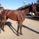 "Warrior" - Thoroughbred horse for sale from Bits & Bytes Farm