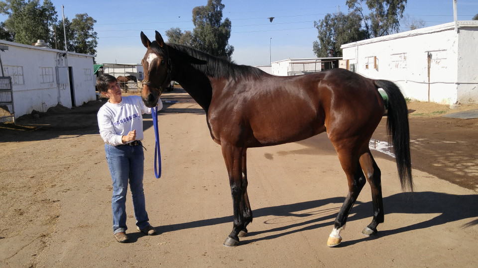 "Heart" is a 2103 bay Thoroughbred gelding for sale from Bits & Bytes Farm