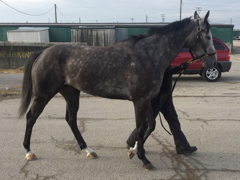"Lipstick" - Dappled grey filly for sale from Bits & Bytes Farm