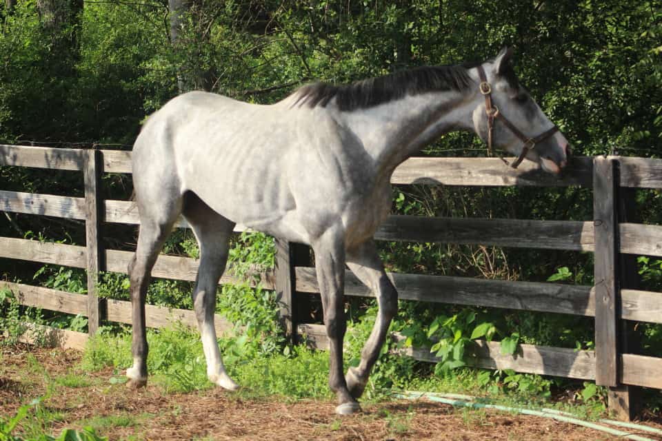 "Misty" - Dappled Gray Thoroughbred For Sale