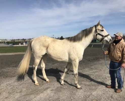 Dr. Fred - Gray Thoroughbred Horse For Sale - Bits & Bytes Farm