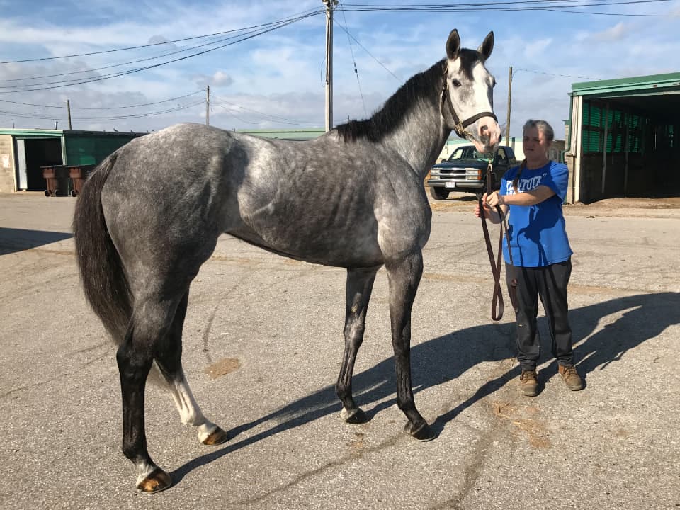 "Misty" is a dappled gray Thoroughbred horse for sale - RRP Eligible