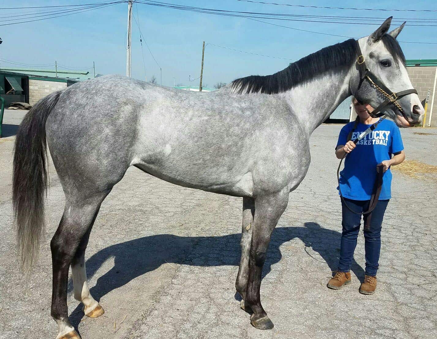 "Misty" - Dappled Gray Thoroughbred For Sale