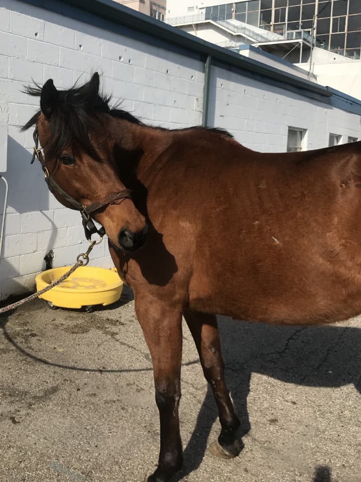 Shiny Sand Dollar - Thoroughbred Horse For Sale - Bits & Bytes Farm