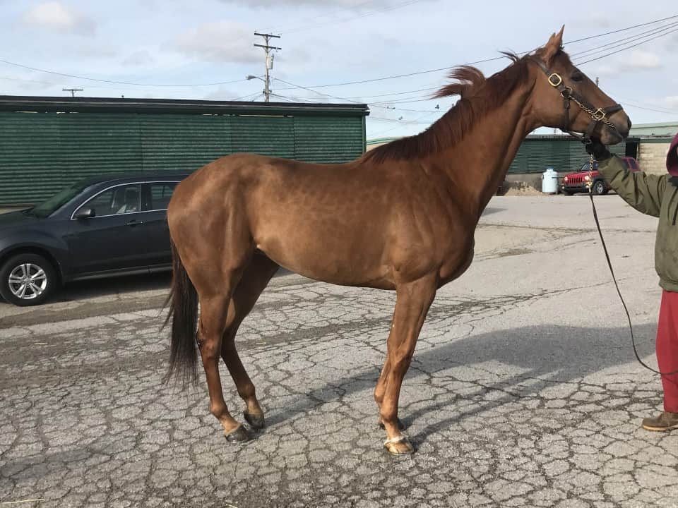 16 hand chestnut Thoroughbred mare for sale