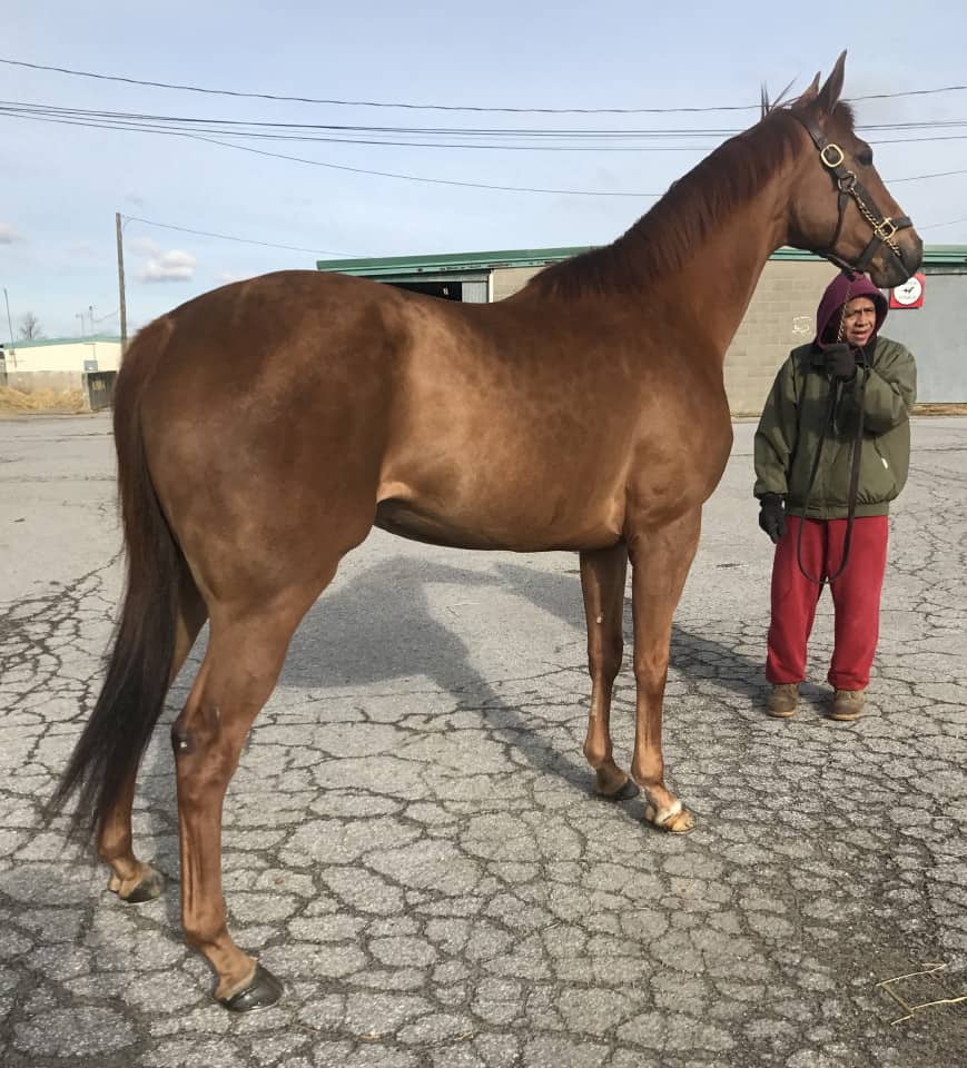 16 hand chestnut Thoroughbred mare for sale