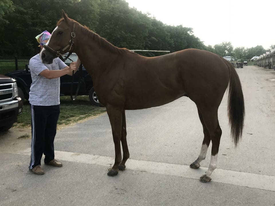 Countryman - Thoroughbred Horse For Sale - Bits & Bytes Farm