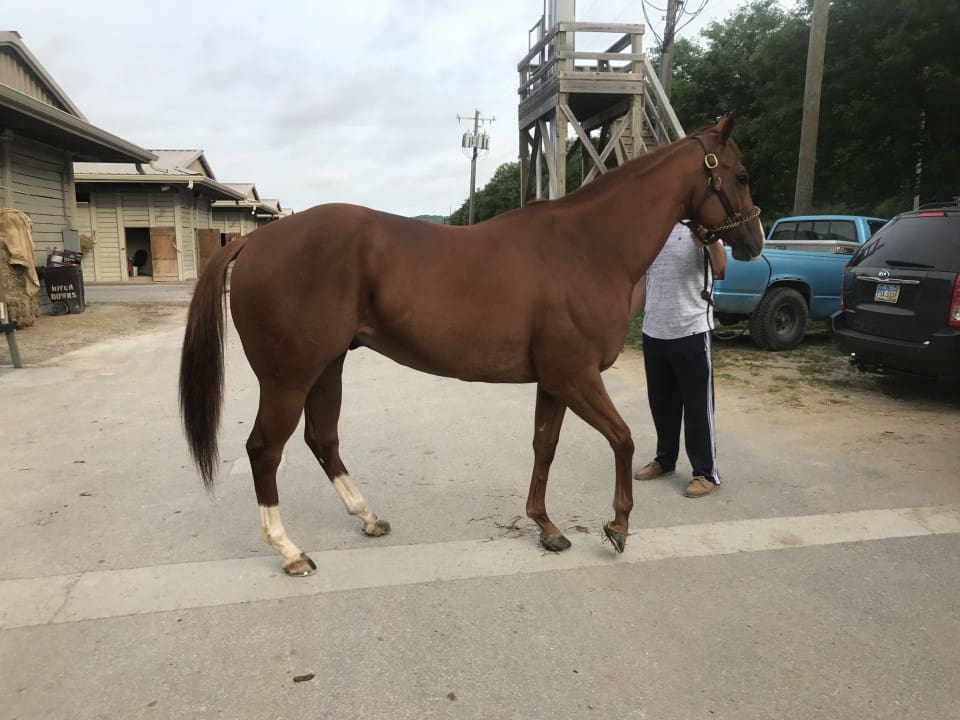 Countryman - Thoroughbred Horse For Sale - Bits & Bytes Farm