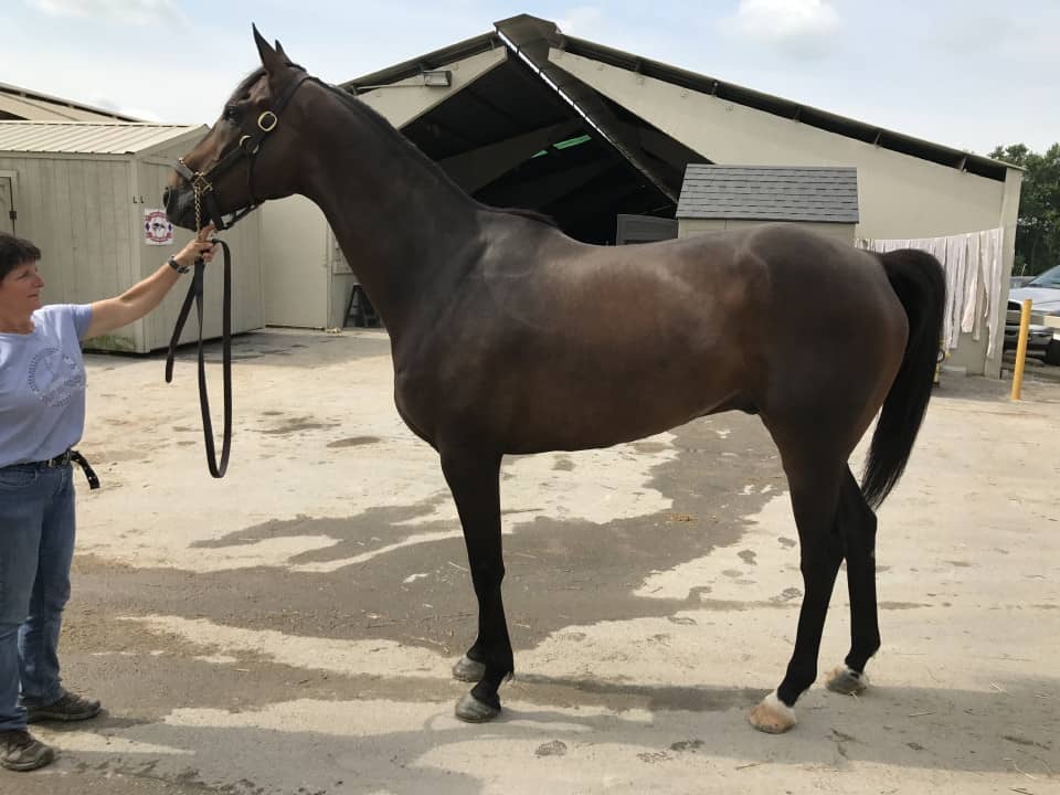 Paradise High - 16.2+ hand bay Thoroughbred Gelding for sale from Bits & Bytes Farm