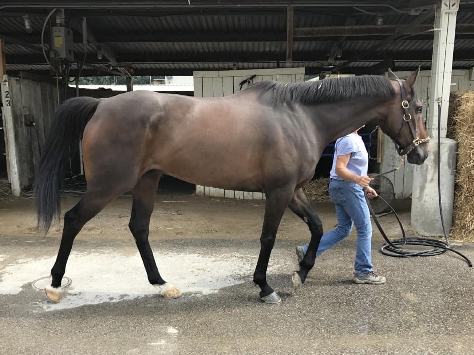 Paradise High - 16.2+ hand bay Thoroughbred Gelding for sale from Bits & Bytes Farm