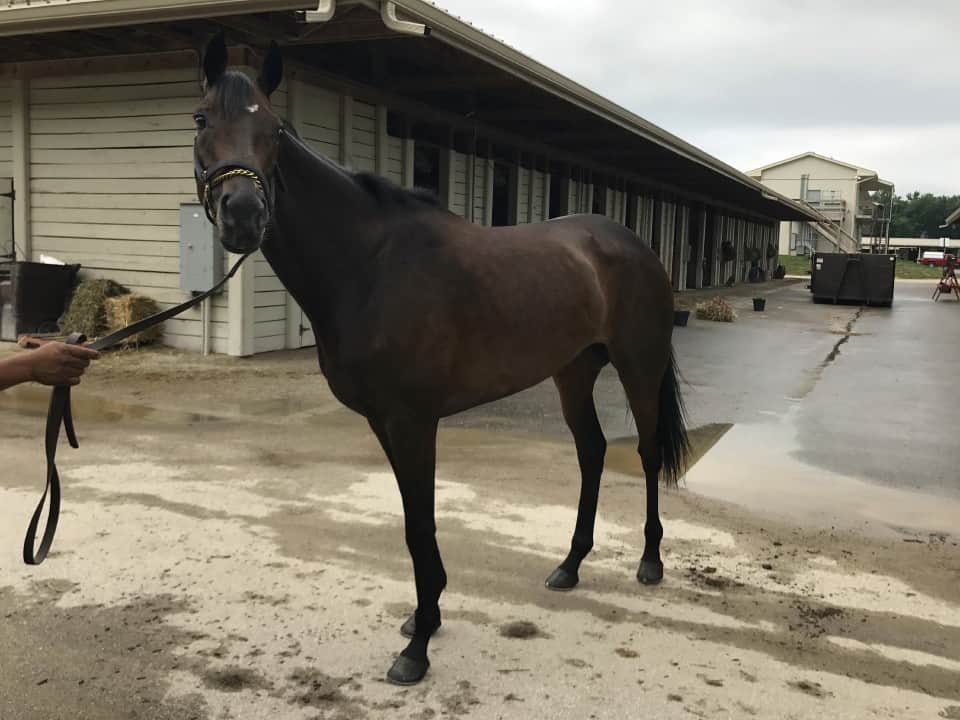 Cape - 16 hand Thoroughbred Filly For Sale