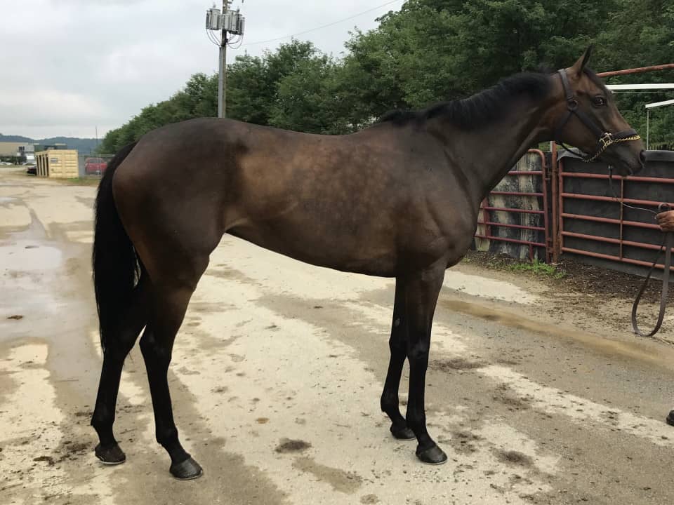 Cape - 16 hand Thoroughbred Filly For Sale